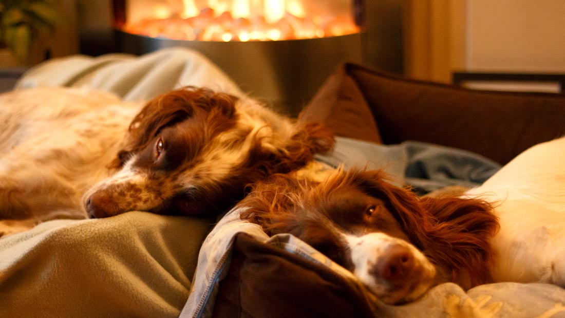 How to start a successful dog home boarding business Good Boy Pet Services York Dog Walking